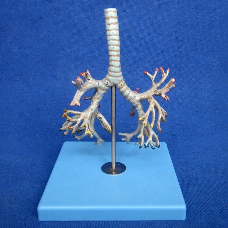 Medisch menselijk bronchiemodel Geavanceerd PVC bronchus van de luchtpijp Model in levensgrootte
