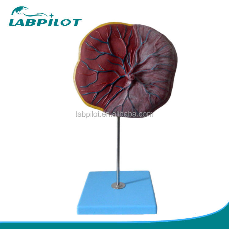 Medische wetenschappen Mensen 3D-placenta en navelstrengmodel met gedetailleerde anatomie