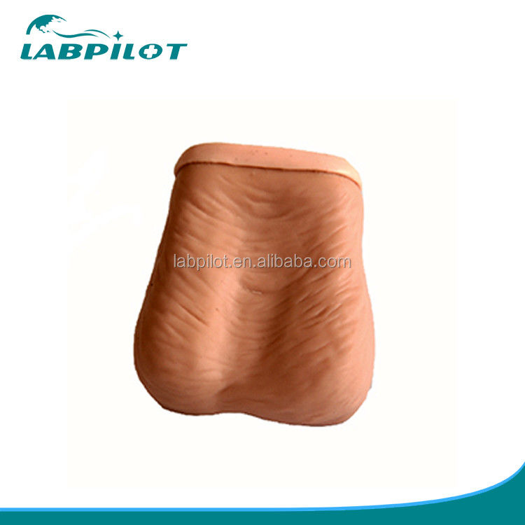 Realistische testikelonderzoeksimulator met menselijke levensgrootte en geavanceerd PVC
