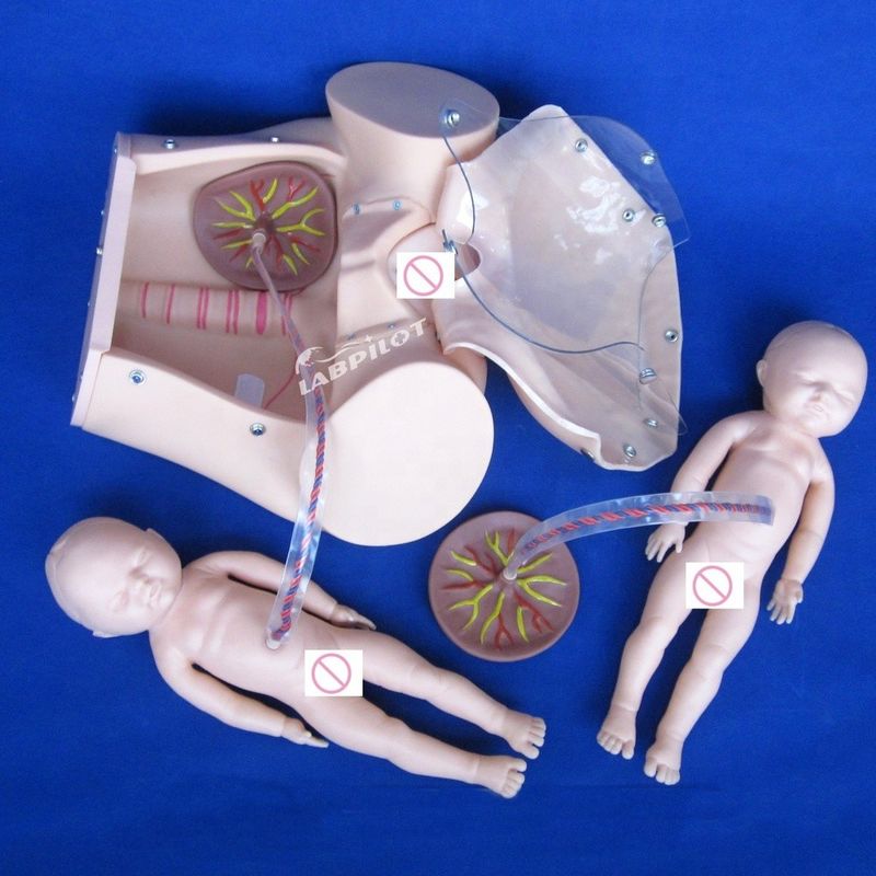 Mensengrootte Zwangere pop Baby Labor Delivery Simulator voor Medische Wetenschap Model