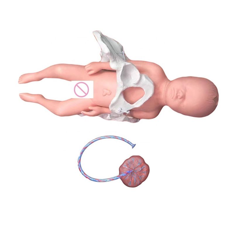Onderwijs Medische wetenschappen met navelstreng en placenta